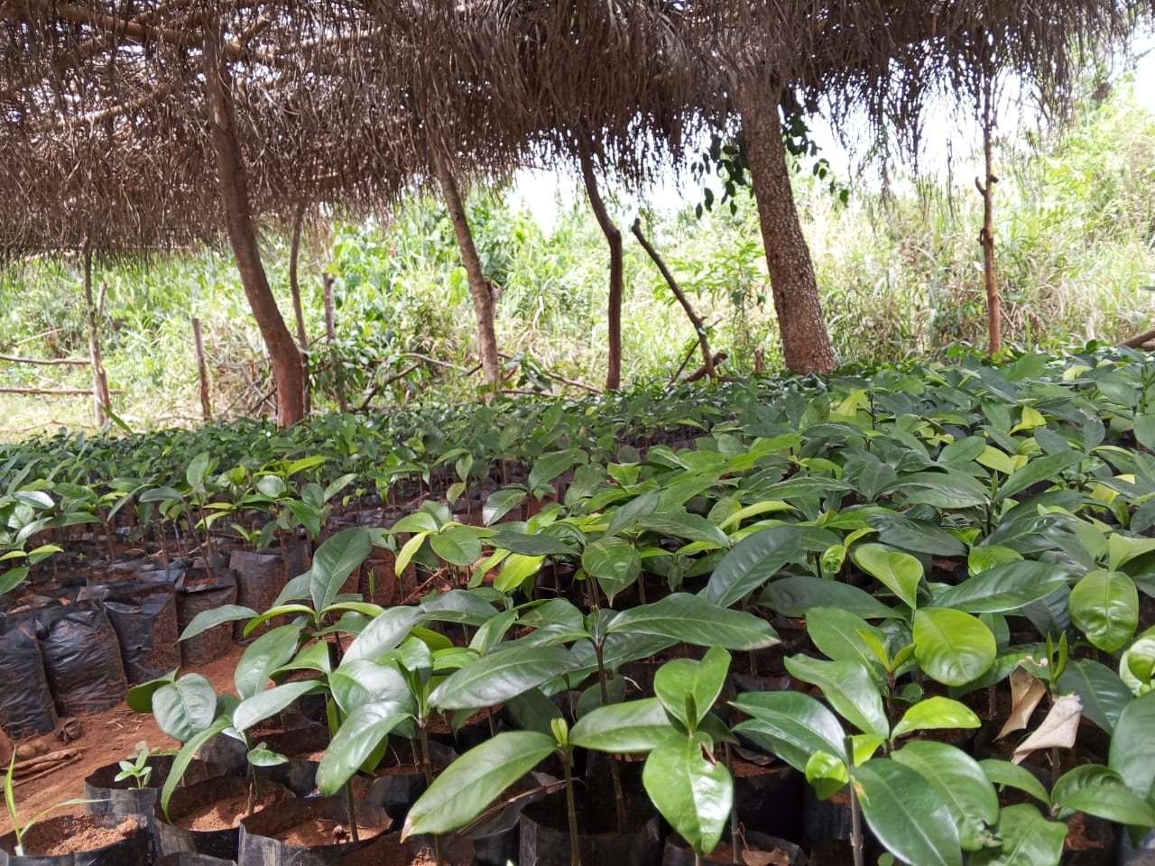 Pépinière cacao